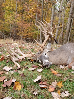 Big Cove High Fence Whitetails – Deer Harvest 2019