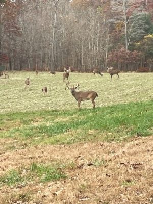 Big Cove High Fence Whitetails - Harvest 2022