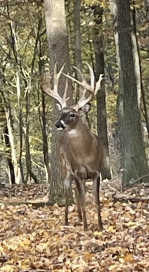 Big Cove High Fence Whitetails – Deer Harvest 2023