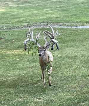 Big Cove High Fence Whitetails – Deer Harvest 2023