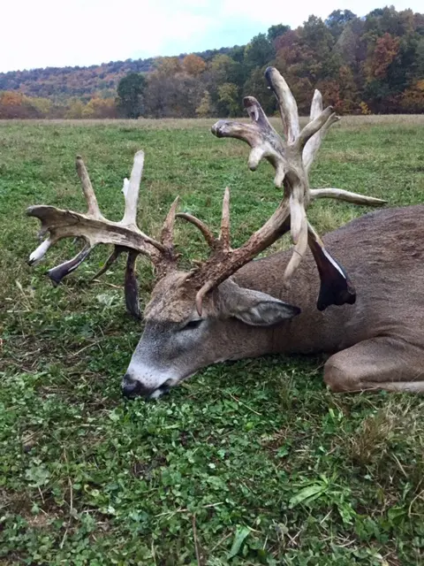 Big Cove High Fence Whitetails – Deer Harvest