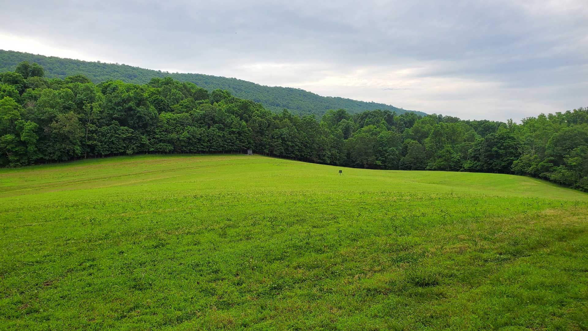 Big Cove High Fence Whitetails - Appalachian Mountains, Pennsylvania